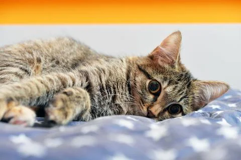 Cute little kitten lying on sofa Stock Photos