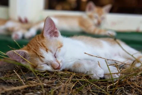 Cute little Kitten Stock Photos