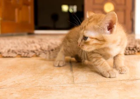 Cute little kitten. Stock Photos
