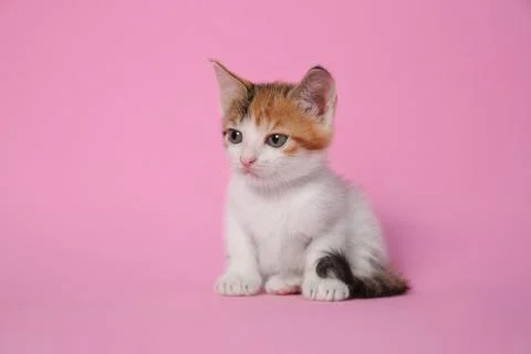 Cute little kitten on pink background. Baby animal Stock Photos