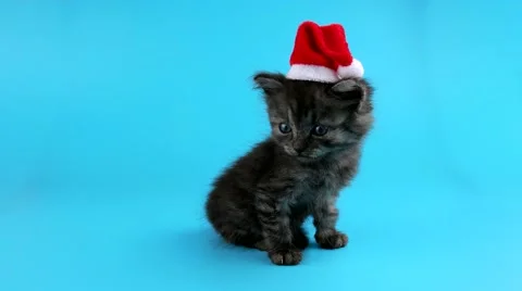 Cute little kitten in red Santa Claus hat, looking around and meows Stock Footage