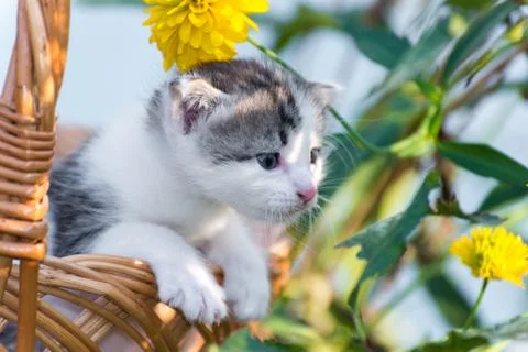 Cute little kitten sitting in a basket on floral lawn Stock Photos