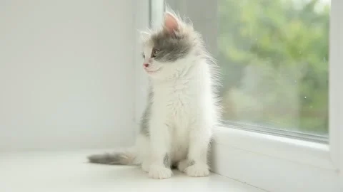 A cute little kitten is sitting on the window Stock Footage 180438704