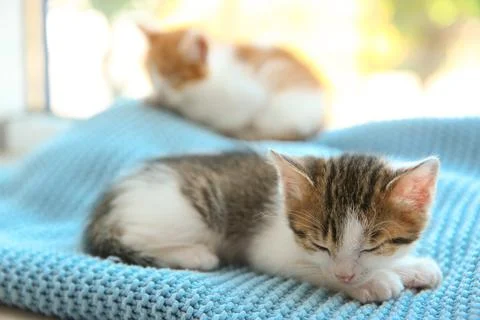 Cute little kitten sleeping on blue blanket, closeup. Baby animal Stock Photos