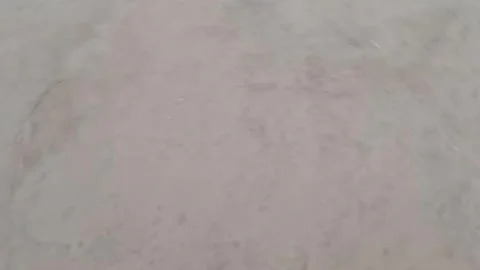 Cute Little Kitten Walking with Tiny Steps Video stock 347341303