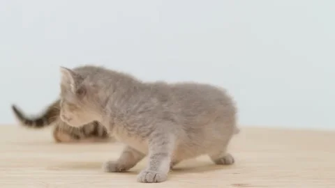 Cute little kittens Stock Footage 222740504