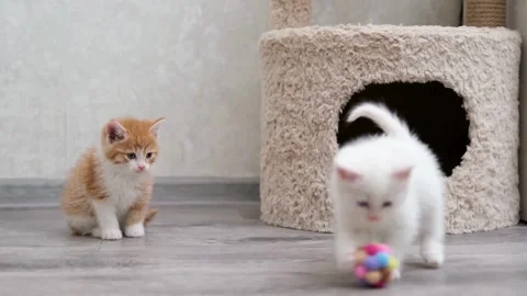 Cute little kittens playing together near a their house Stock-Footage 340079569