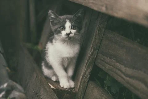 Cute little kitty Stock Photos