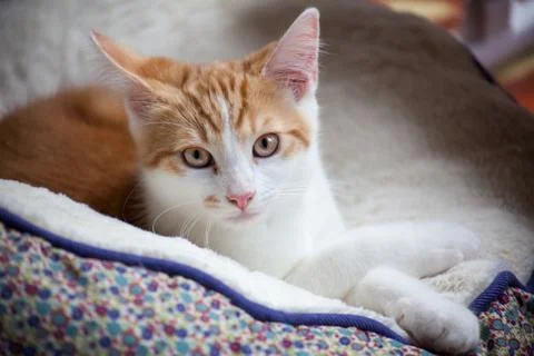 Cute Little Kitty Stock Photos
