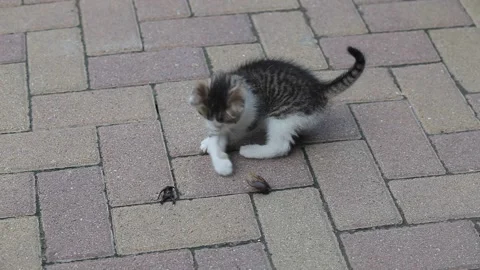 Cute little kitty playing with a beetle in the yard Stock Footage 149291669
