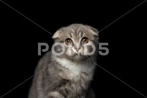 Cute little kitty scottish fold breed on isolated black background Stock Photos