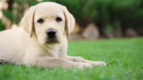 A cute little labrador puppy eats a small treat outdoors Stock Footage 155521773