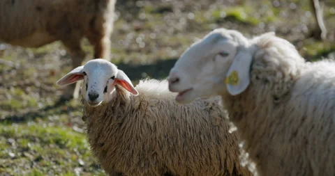 A cute little lamb looking into the camera next to his mother Stock Footage 149490185