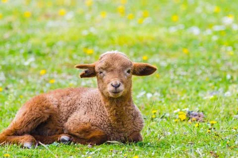 Cute little lamb looking at camera in a meadow Photos
