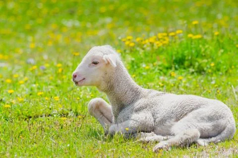 Cute little lamb resting in a meadow Stock Photos