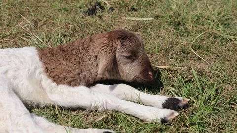 Cute little lamb resting peacefully on grassy field in warm sunlight. Stock Footage 333940383