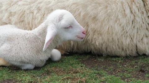 Cute little lamb sleeping beside mother sheep Stock Footage 346370694