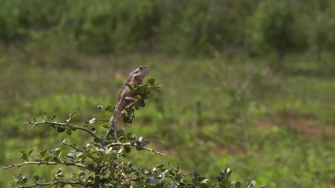 Cute little lizard on a green background on the hand. Macro shooting 库存影片 126079497