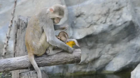 Cute little monkey and mother monkey Stock Footage 32306891
