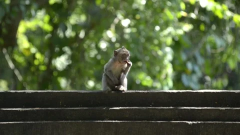Cute little monkey eating nuts Stock Footage 95175936