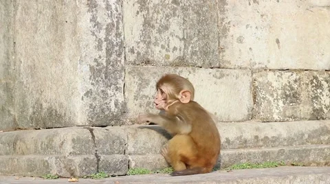 Cute little monkey Video stock 58913876