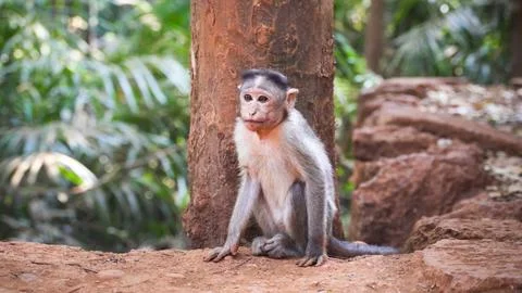 Cute little monkey looking at the camera Stock Photos