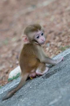 Cute little monkey Stock Photos