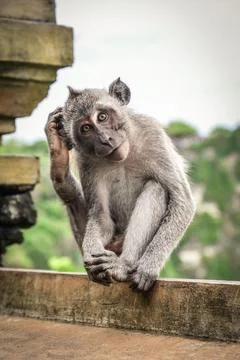 Cute little monkey Stock Photos