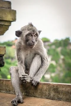 Cute little monkey Stock Photos