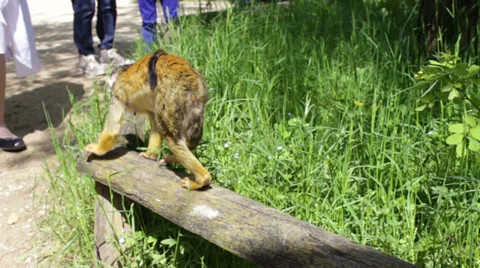 Cute little monkey at the zoo Stock Footage 37862977