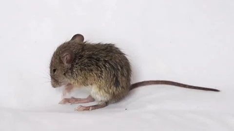 Cute little mouse eating on white background Stock Footage 58468425