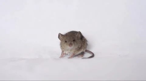 Cute little mouse eating on white background Stock Footage 58468685
