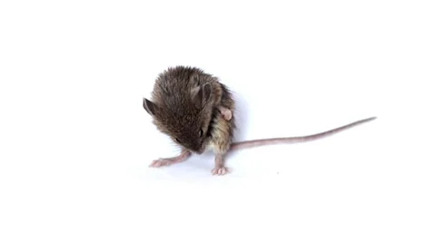 Cute little mouse eating on white background Stock Footage 58468986