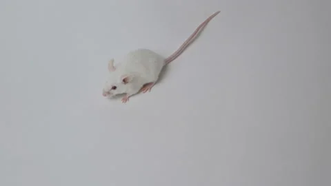 Cute little mouse on a white background Video stock 92733865