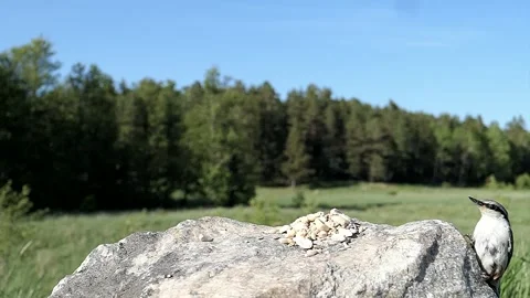 Cute little nuthatch gets some food then flies away. Video stock 246599998