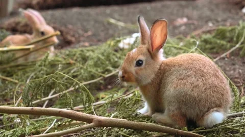 Cute little orange rabbit Stock Footage 67600591