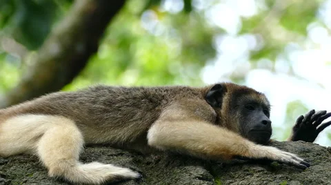 Cute Little Primate Stock Footage 57664025