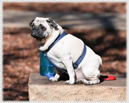 Cute Little Pug Stock Photos