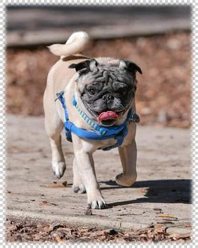 Cute Little Pug Stock Photos