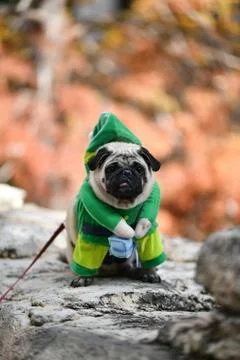 Cute Little Pug Stock Photos