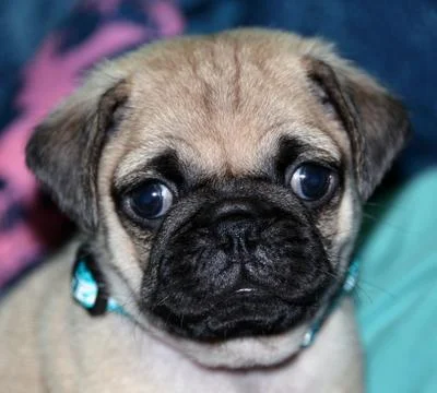 Cute Little Pug Stock Photos