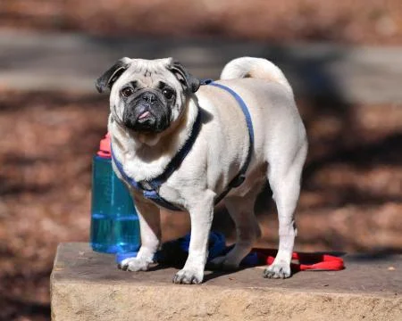 Cute Little Pug Stock Photos