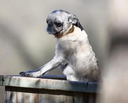 Cute Little Pug Stock Photos