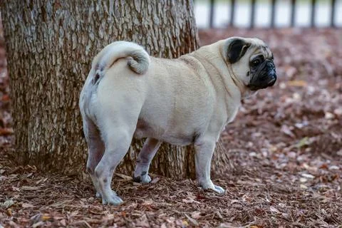Cute Little Pug Stock Photos