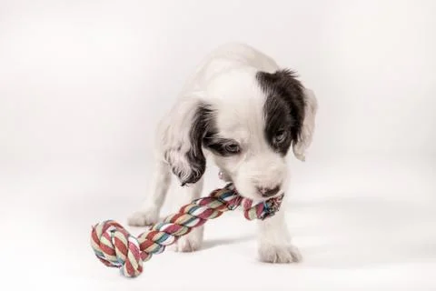 Cute little puppy on a white background. Cocker Spaniel Stock Photos