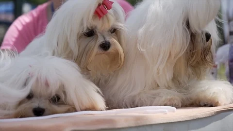 Cute little puppys Stock Footage 107191675