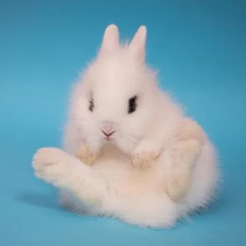 Cute little rabbit. Stock Photos