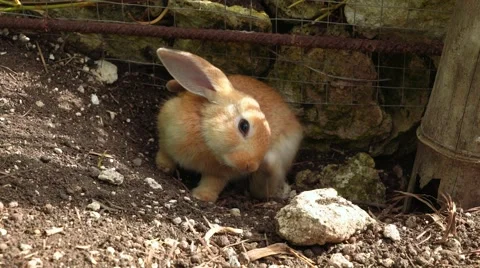 Cute little rabbit scratching ear with leg near fence Video stock 67600876