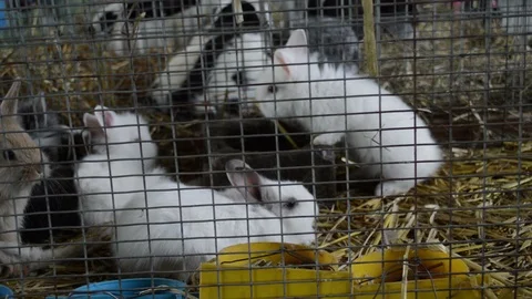 Cute little rabbits Stock Footage 108082837