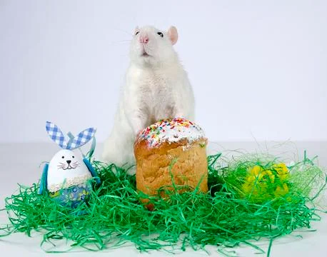 Cute little rat. Stock Photos